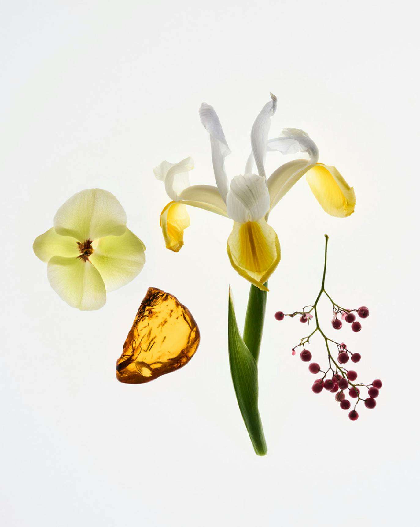 reve ingredients